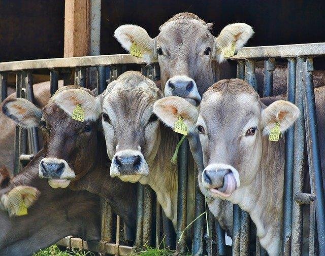 CATTLE_FARMING